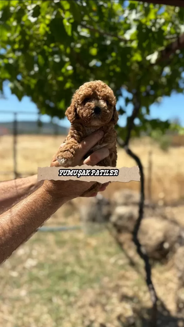 Sevimli İrk Toy Poodle
