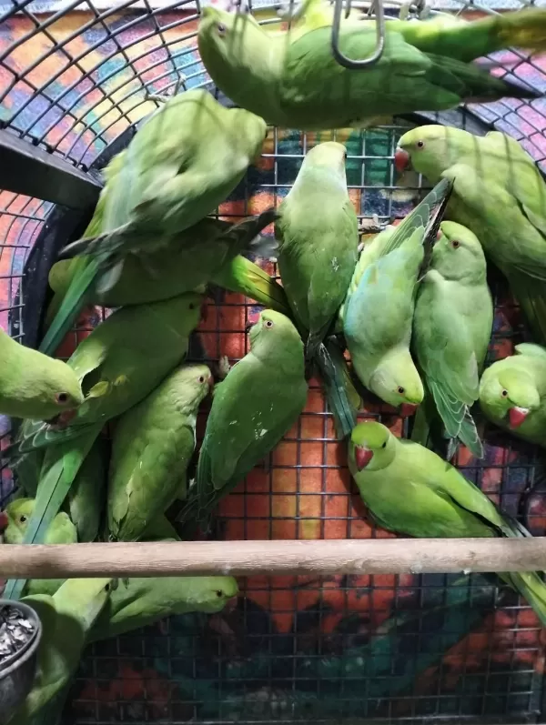 Kapalı Bilezik Pakistan Papağanları