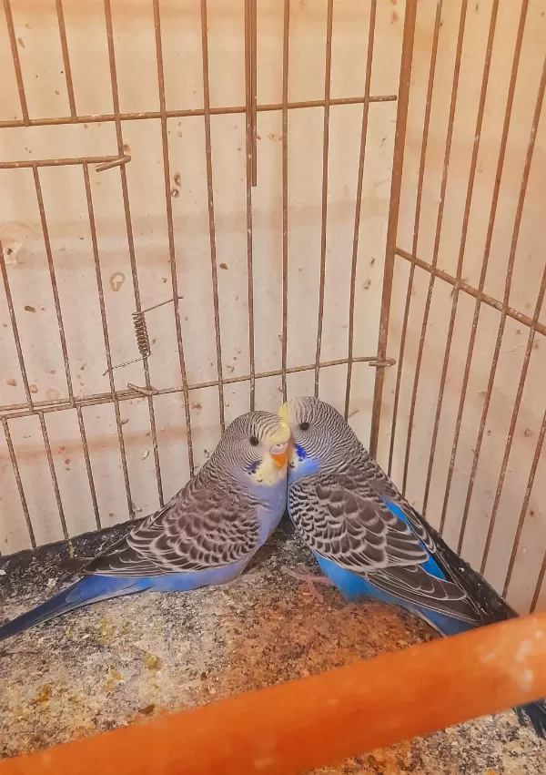 Muhabbet Kuşu Yavru 2 Adet Erkek Ev Üretimi