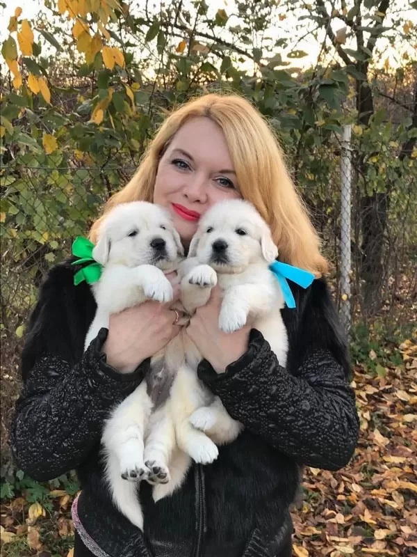 Golden Retriever Adrese Teslim Kapıda Ödeme Yapabilirsiniz