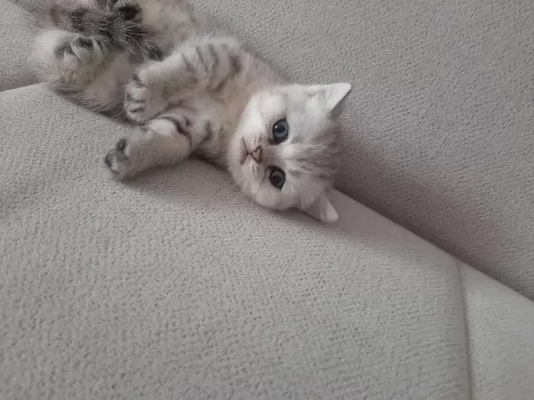 Ücretsiz Sahiplendirme British Shorthair