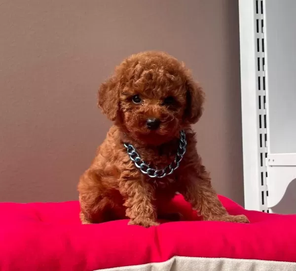 Safkan Toy Poodle Bebekler