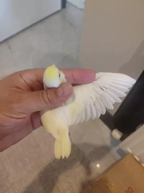 Forpus Papağanı Yavrularımız İçin Ulaşın