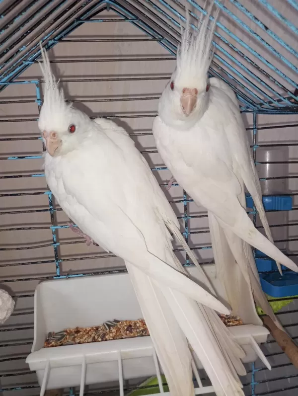 Bir Çift Orijinal Albino Kırmızı Göz Sultan Papağanı