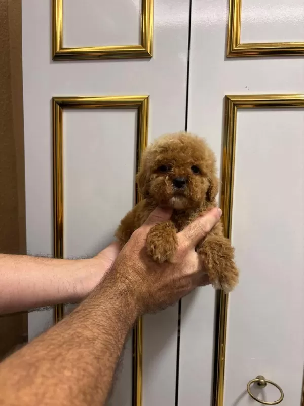 Sağlık İrk Garantili Üst Kalite Poodle Bebekler