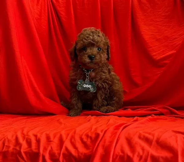 Safkan Toy Poodle Yavrularımız