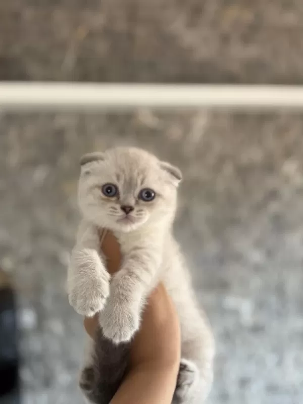 Bebek Yüz Scottish Fold Silver Yavrularim