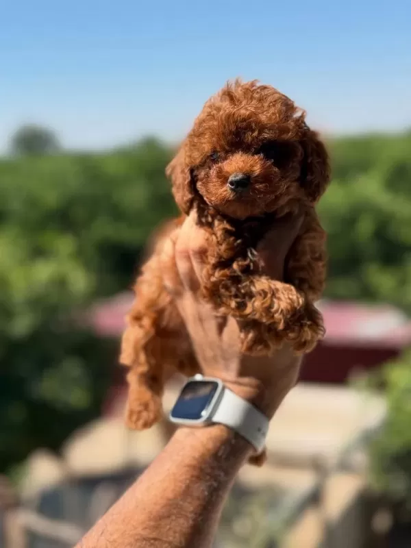 Teacup Korea Poodle Saglik Ve Kg Garantili Wc Egitimli