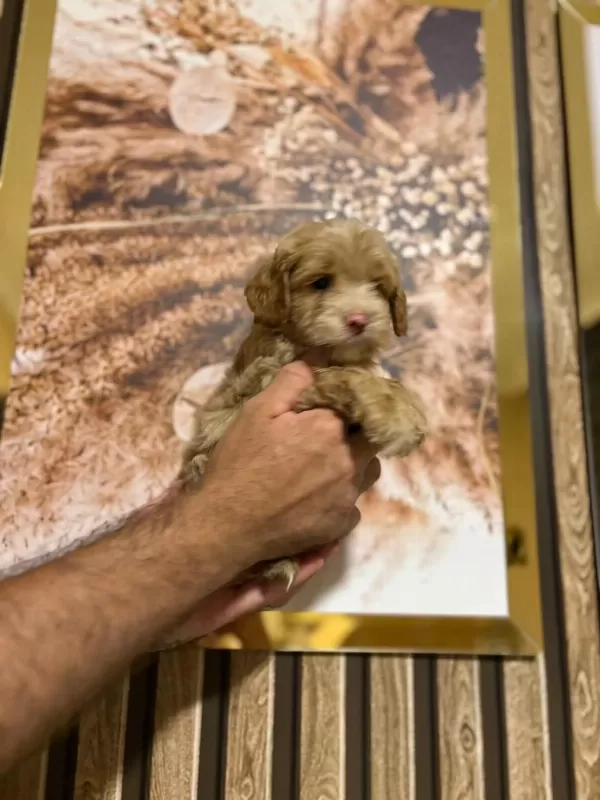 Küçük Poodle Yakişiklimiz