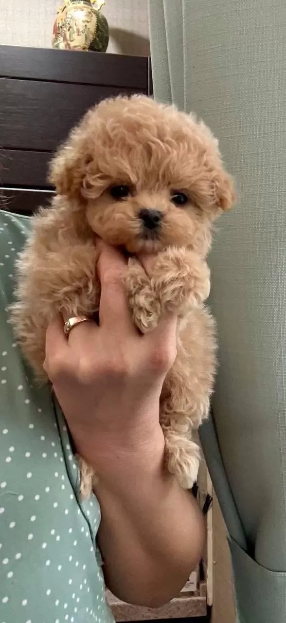 Tr Nin En Kaliteli Kore Maltipoo Yavruları