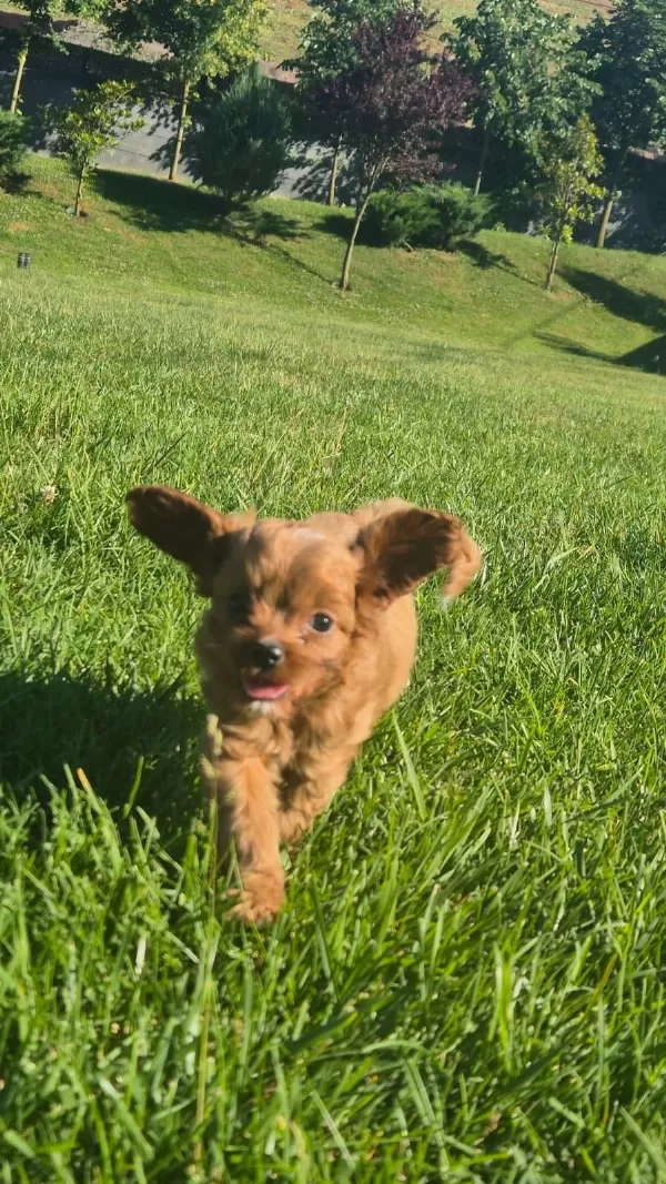 Akıllı Ve Tüy Dökmeyen Karakteriyle Maltipoo Yavrusu