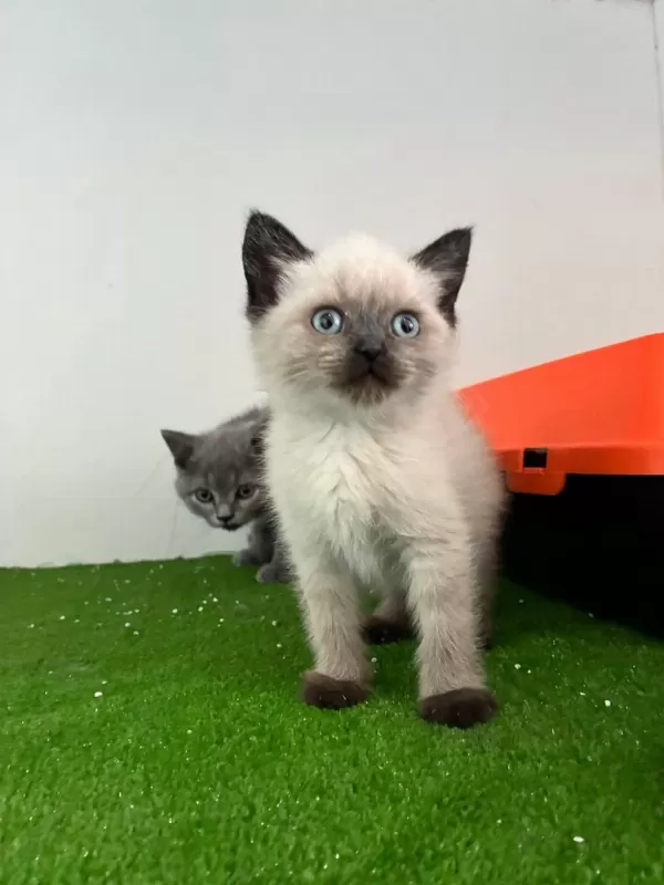İrk Ve Sağlik Garantili British Shorthair Kedisi