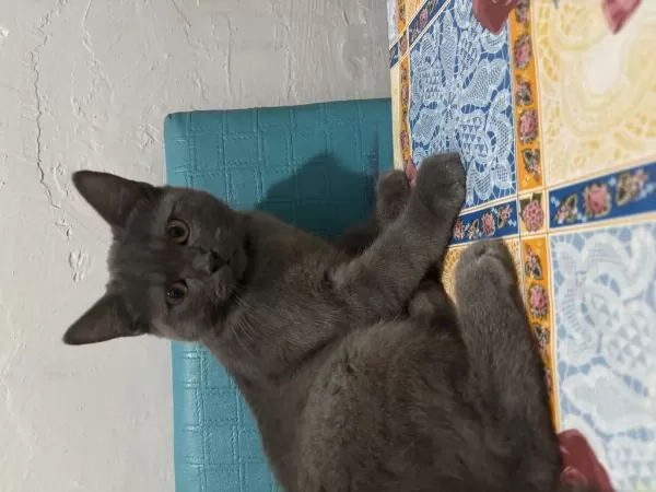 Ücretsiz Verilecek British Shorthair Kedisi