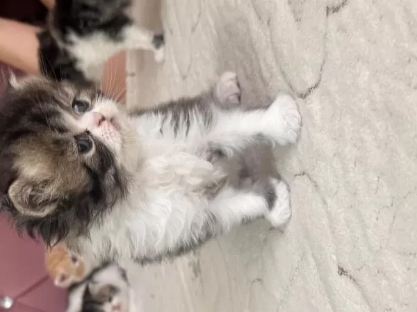 Exotic Shorthair Yavrular