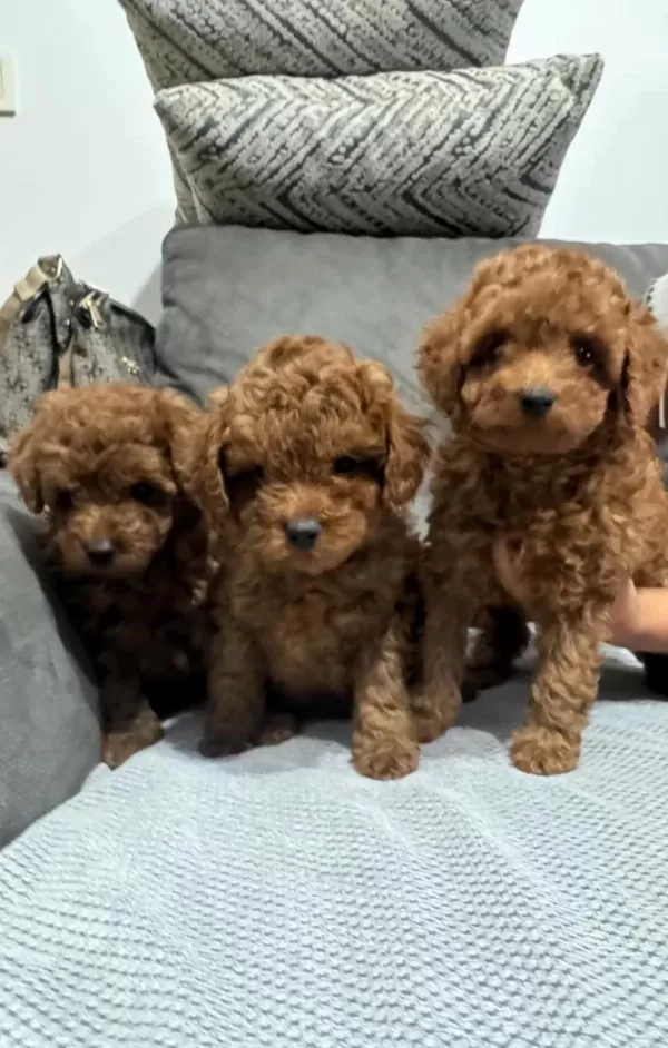 Mükemmel Red Brown Toy Poodle Yavrular