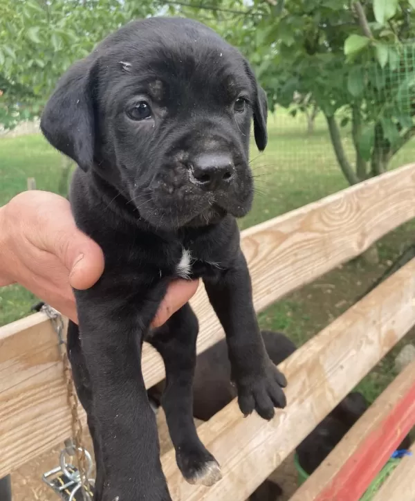 Siyah Panter Cane Corso Bebişler