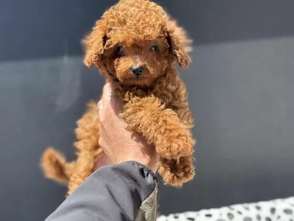 Redbrown Toy Poodle Yavrularımızı Görüp Ala Bilirsiniz