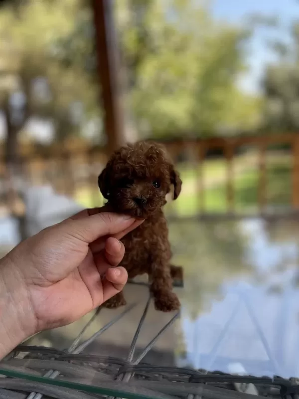 Red Poodle Yavrularımız