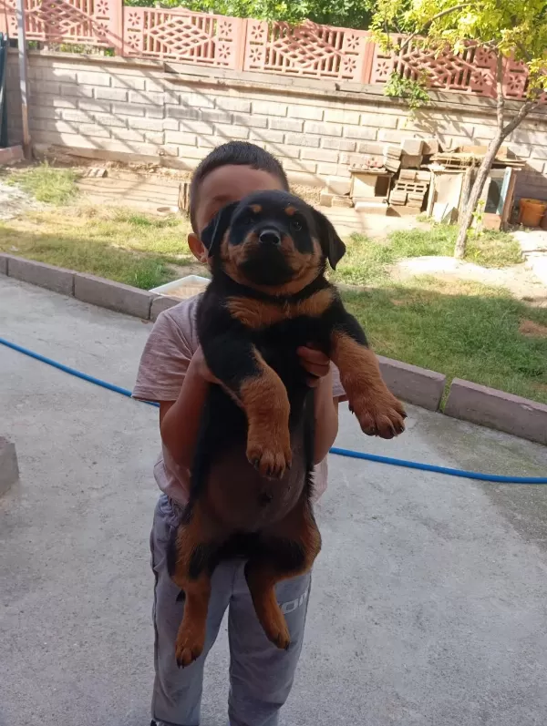 Sağlıklı Rottweiler Bebek