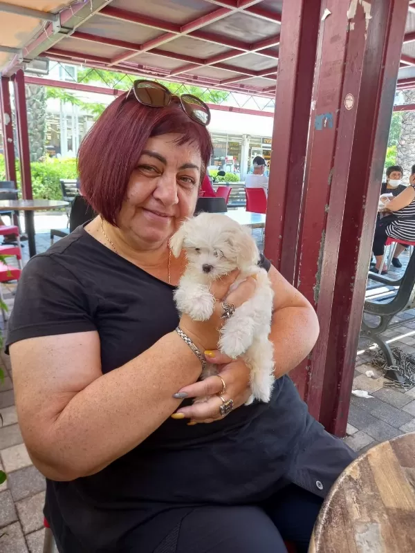 Maltese Terrier Adrese Teslim, Kapıda Ödeme Yapabilirsiniz