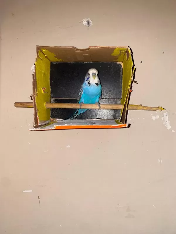Erkek Show Jumbo Muhabbet Kuşu