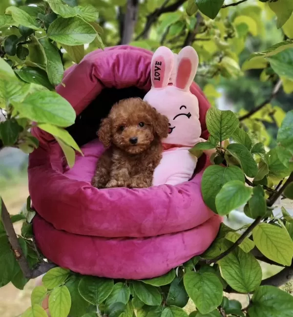 Toypoodle Yavrularımız
