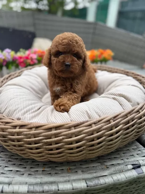 Ruhsatli Köpek Çiftliğinden Toy Poodle Yavrularımız