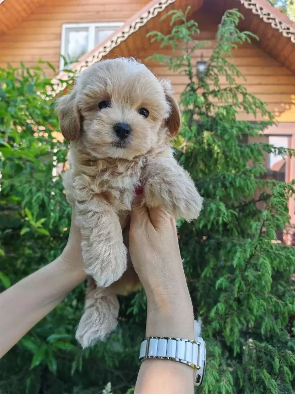 Kore Maltipoo Köpeği