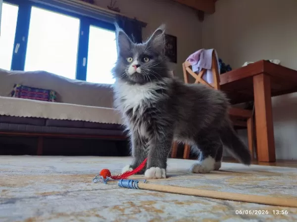 3 Aylık Yavru Dev Maine Coon Pasaport Çip Şecere