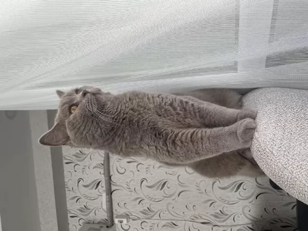 Ücretsiz Kısır British Shorthair Kedim