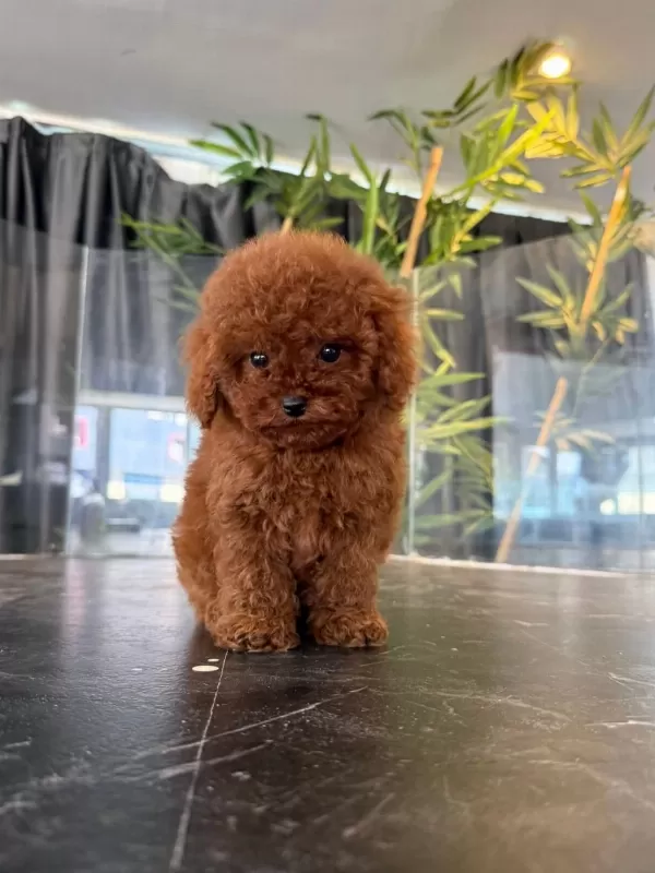 Orjinal Toy Poodle Yabruları