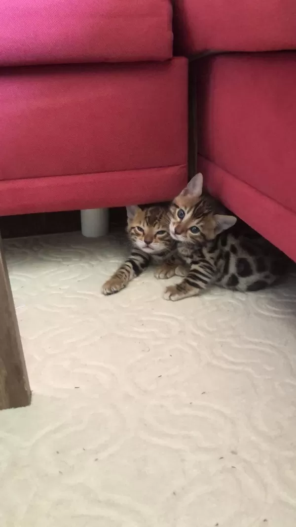 Sağlıklı Safkan Bengal