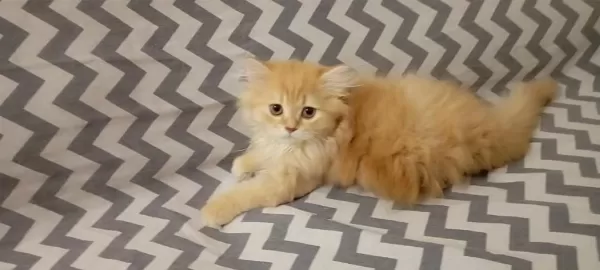 Longhair Yavru Kedimiz