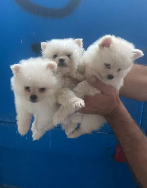 Pomeranian Yavrular İrk Sağlık Garantili