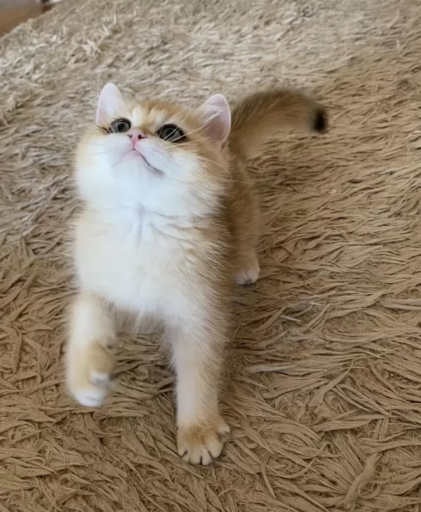 Safkan British Shorthair Golden Ny12 Erkek Yavru