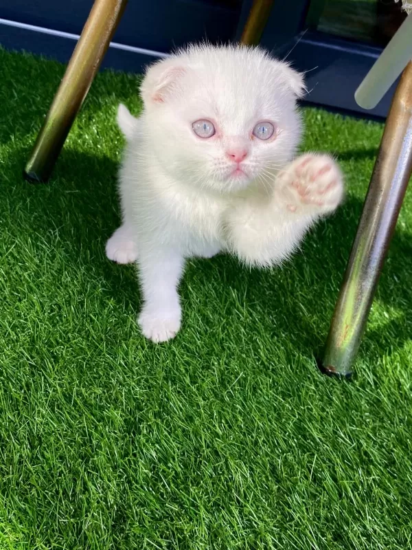 Kırık Kulak Pamuk Gibi Yavru Scottish Fold