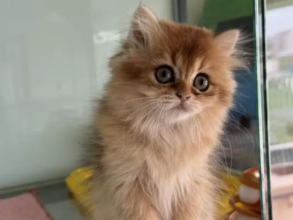 En Güzel Golden British Shorthair Ve Longhair Yavrular