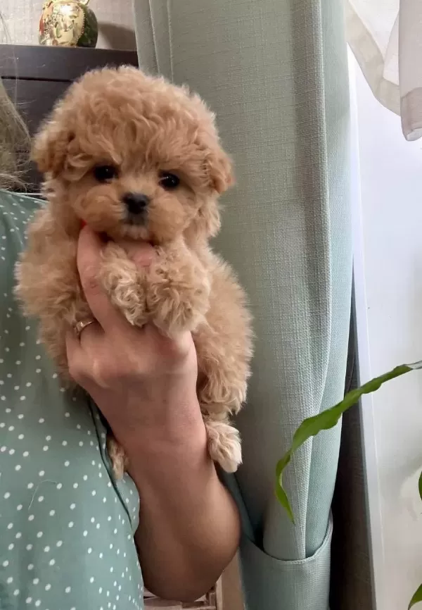 Teacup Kore Maltipoo Yavruları