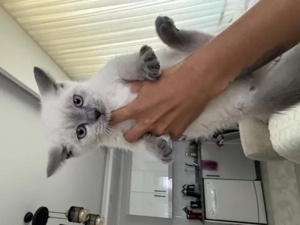 British Shorthair 60 Günlük