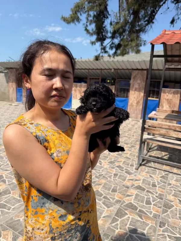 Bebek Yüzlü Maltipoo Teacup Yavrularımız