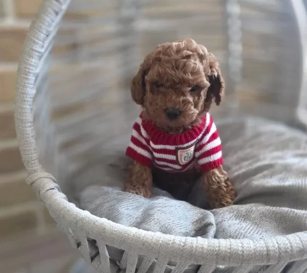 Sevimli Toypoodle Yavrularımız