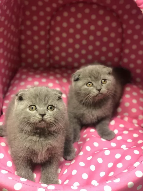 Scottish Fold Ayi Surat Yavrularim