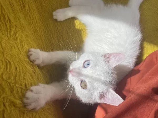 Kedimiz Bulut Yeni Yuvasını Arıyor