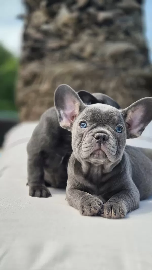 Blue French Bulldog Yavruları Çiftlikten