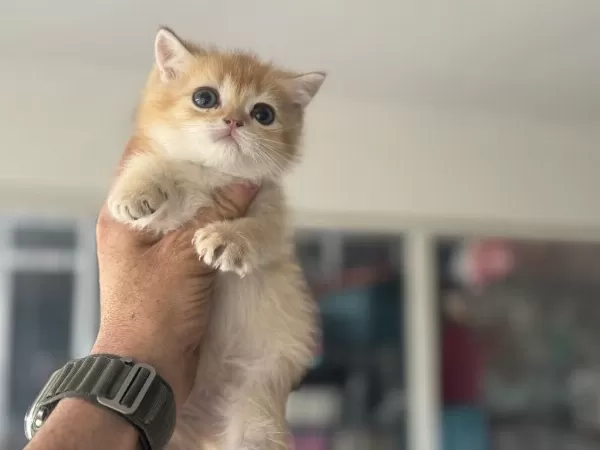 Ankarwda Ziyarete Açık Golden British Shorthair