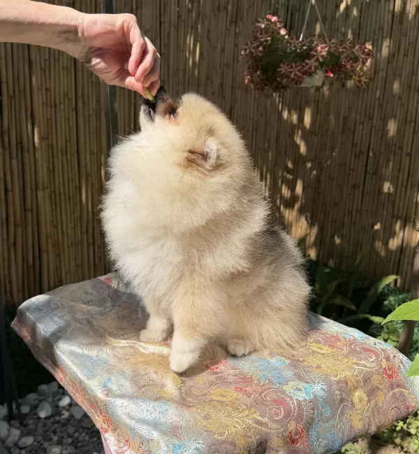 A Kalite Erkek Pomeranian Boo