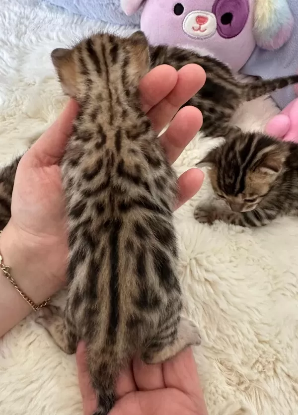 Bengal Kedisi Muhteşem Güzellik