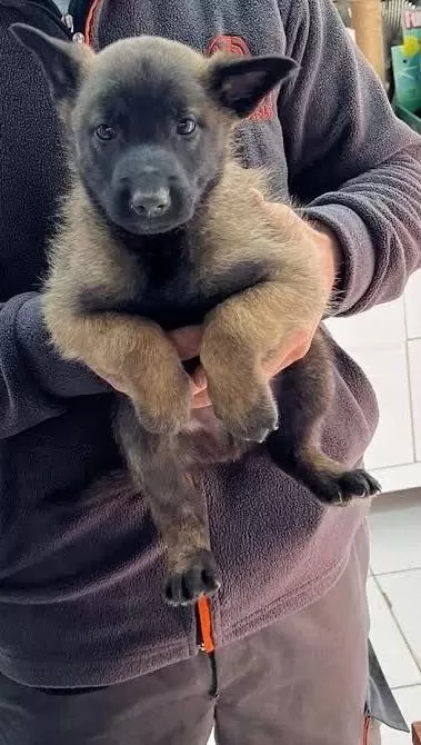 Malinois Bebekler Kapınıza Kadar Teslim Ediyoruz