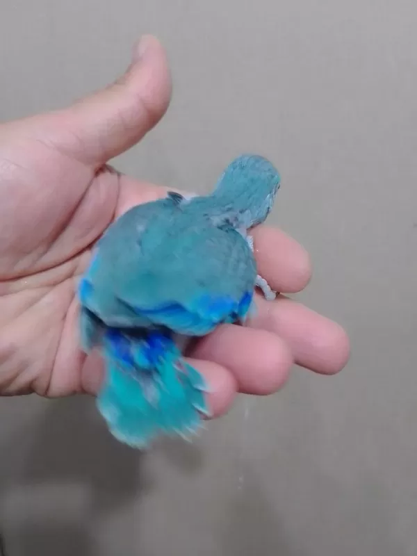 Erkek Bebek Forpus Cep Papağanı