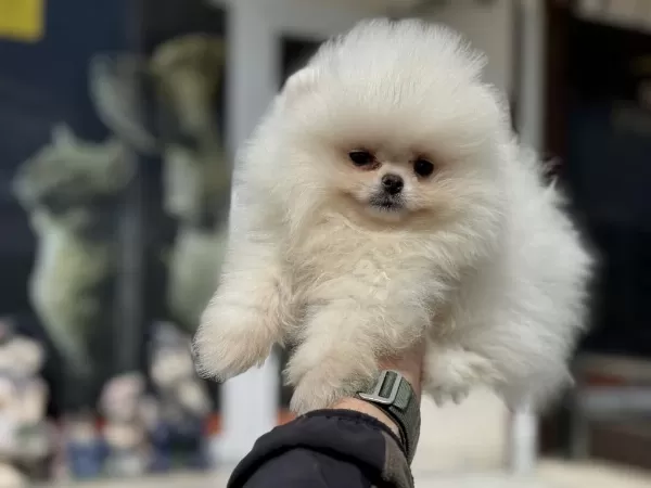 Petmode Köpek Çiftliğinden Teddy Pomeranian